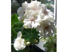 PAC Viva Madelein(���� ����)