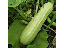������� ������� �������� F1 17,00