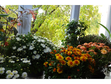 ����� ���� , ����� ���� ����� �����  � �������� ����