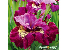 ���� ���� (���.)*