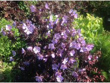 ������ ���� ������