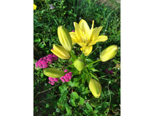 ���� �������