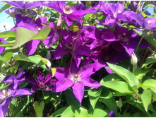 �������� ��������� .