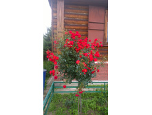 WP 20170730 10 48 01 Pro.jpg