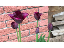 WP 20170527 09 44 37 Pro.jpg