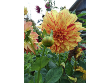 IMG 20170917 152932.jpg