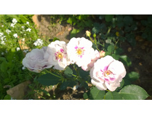 WP 20170820 09 41 11 Pro.jpg