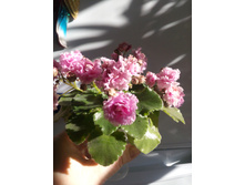 Sassy Sister (S. Sorano)