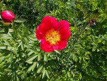 ����� (���)