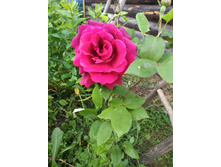 IMG 20170717 084928.jpg