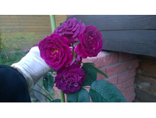 WP 20170803 19 55 04 Pro.jpg