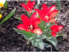 ������� ���������