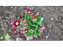 WP 20170521 16 18 06 Pro.jpg