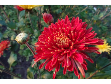 ��������� ���������� "����� ��������"