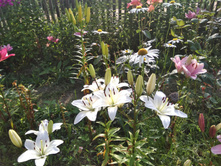 IMG 20170730 165325.jpg