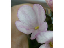 �-���������� (�������� �����?)