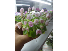 ������ �����������. ����������� �.����������