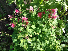 IMG 20170625 170545.jpg