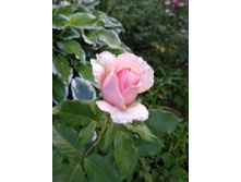 IMG 20170719 201758.jpg