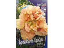 ���� ���� ����� (���)