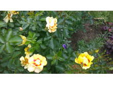 WP 20170709 12 36 01 Pro.jpg