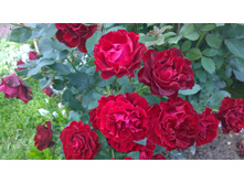 WP 20170811 16 30 38 Pro.jpg