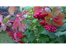 ������ "������� ������"