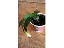 ���������, ���� �������� �����, 100 ������