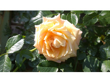 WP 20170820 09 52 27 Pro.jpg