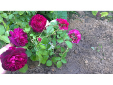 WP 20170820 09 48 36 Pro.jpg