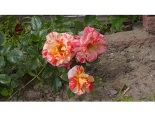 WP 20170630 11 55 51 Pro.jpg