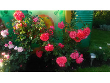 P 20170715 190739.jpg