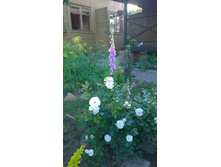 WP 20170716 18 47 55 Pro.jpg