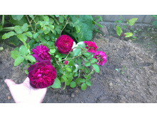 WP 20170820 09 48 51 Pro  highres.jpg