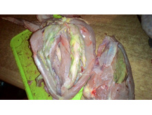 P 20171116 201510.jpg