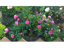 WP 20170716 18 42 32 Pro.jpg