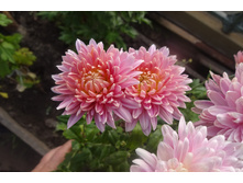 ��������� ���������� "������� ��� "