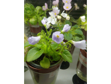 ��-������ � ������