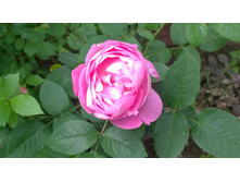 WP 20170703 10 35 33 Pro.jpg