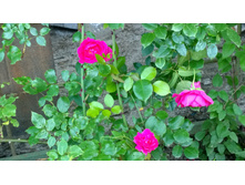 WP 20170716 18 51 57 Pro.jpg