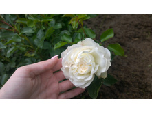 WP 20170709 12 36 34 Pro.jpg