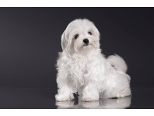 21534480 1556141584431976 2106430684 o.jpg