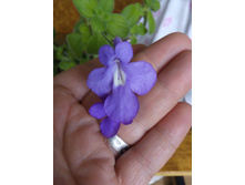 ��������������� (Streptocarpella)