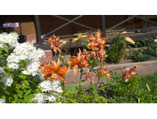 WP 20170820 09 44 51 Pro.jpg