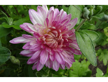 ��������� ���������� "��������� ��������"