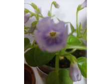 IMG 20170708 002205.jpg