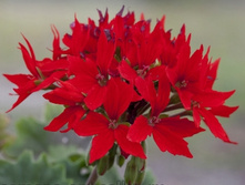 ���������� ��������� Quantum Red