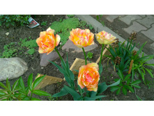 WP 20170527 09 45 38 Pro.jpg