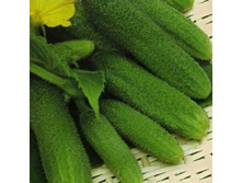 ������ ������ F1 16,00