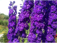 ���������� ���������� ��������